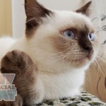 british-edera1 british-edera1