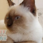 british-edera2 british-edera2