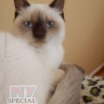 british-edera3 british-edera3