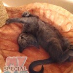 image-214ecac408 image-214ecac408