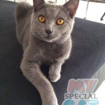 image-259cf2e99d image-259cf2e99d