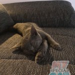 image-26a66ffaf2d image-26a66ffaf2d