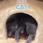 image-4e630342f2 image-4e630342f2