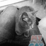 image-62a8377a4dff image-62a8377a4dff