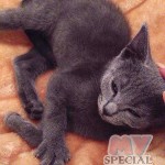 image-6d0bc4e8ae image-6d0bc4e8ae