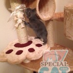 image-77b41b220ed image-77b41b220ed