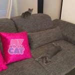 image-c2fb71928528b image-c2fb71928528b