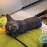 image-cdc3e91cf8f83 image-cdc3e91cf8f83