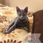 image-ceccf78807b18 image-ceccf78807b18