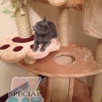 image-f8853b4c409b2 image-f8853b4c409b2