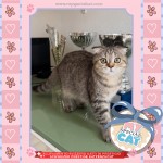 Cuccioli di Scottisch con Pedigree 12.09.2026