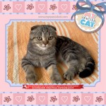 Cuccioli di Scottisch con Pedigree 12.09.2026